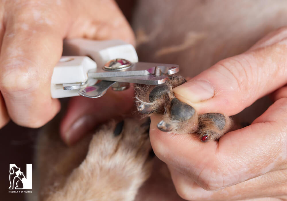 کوتاه کردن ناخن حیوانات خانگی